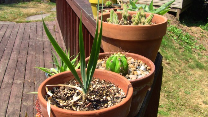 boophone and trichocereus and echinopsis