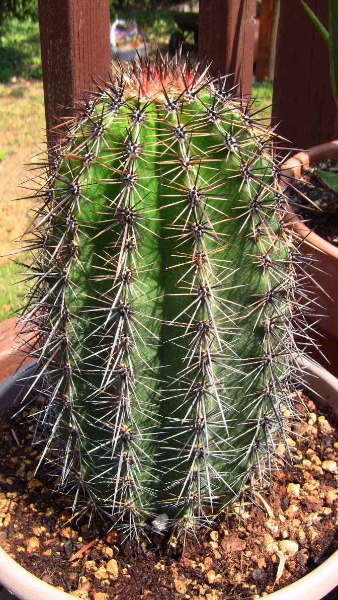 carnegiea gigantea