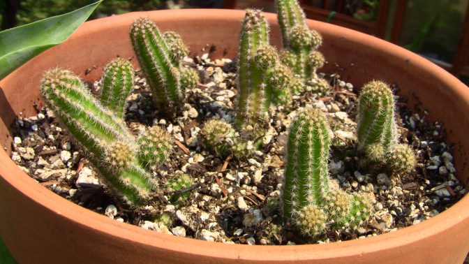 echinopsis chamaecereus large