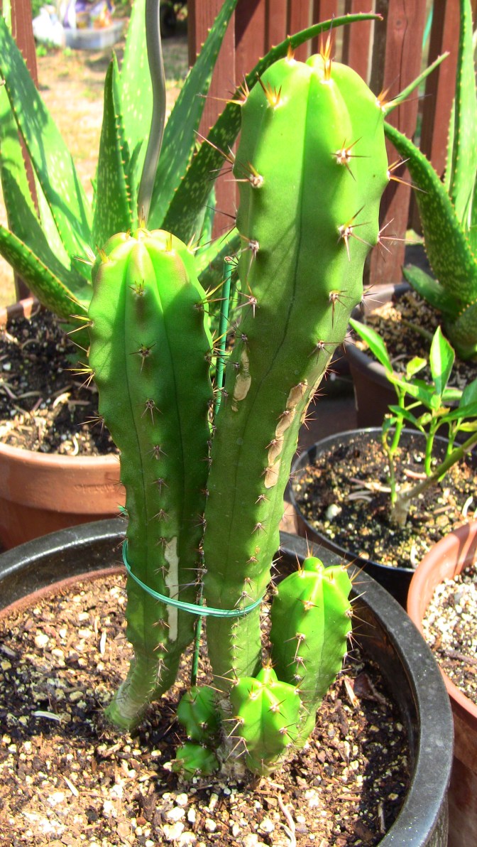 echinopsis pachanoi