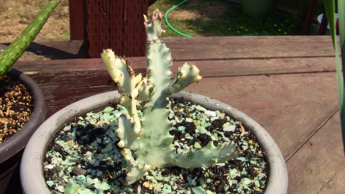 euphorbia lactea white ghost