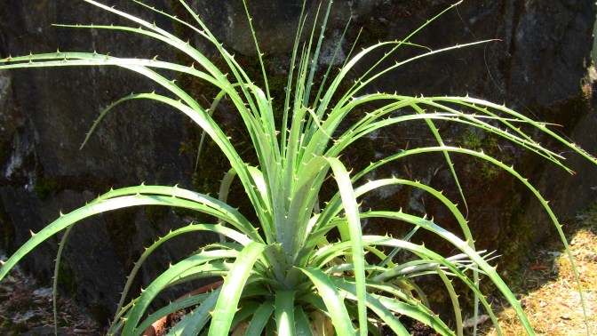 hechtia argentea