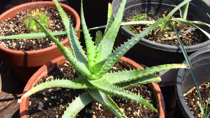 uknown torch aloe