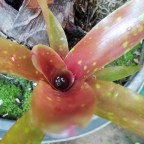 A pillar of bromeliads (or at least that’s the idea)