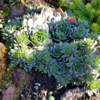 The dry rock wall; 2017