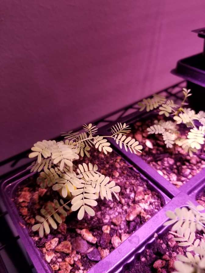 acacia seedlings