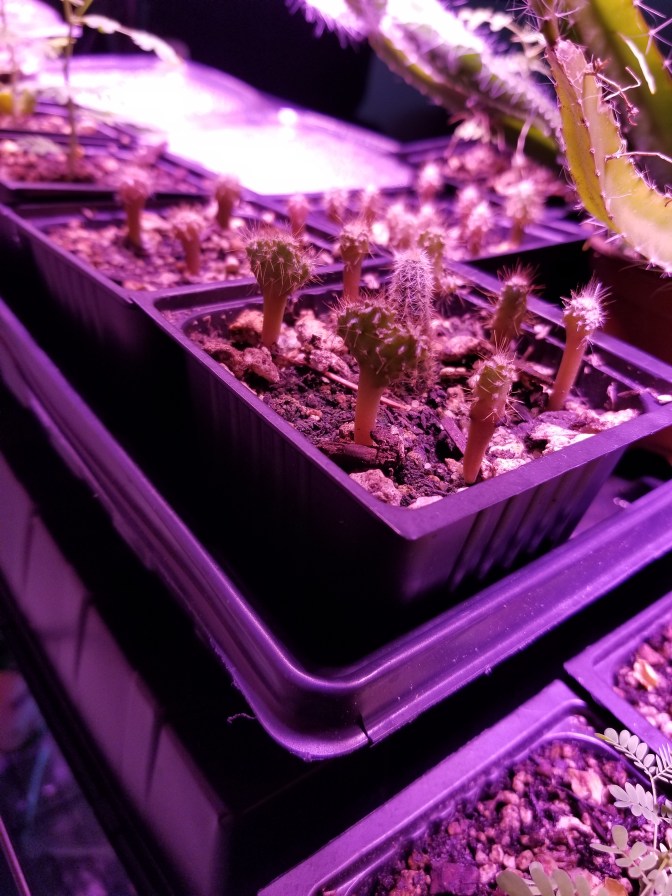 cereus peruvianus seedlings