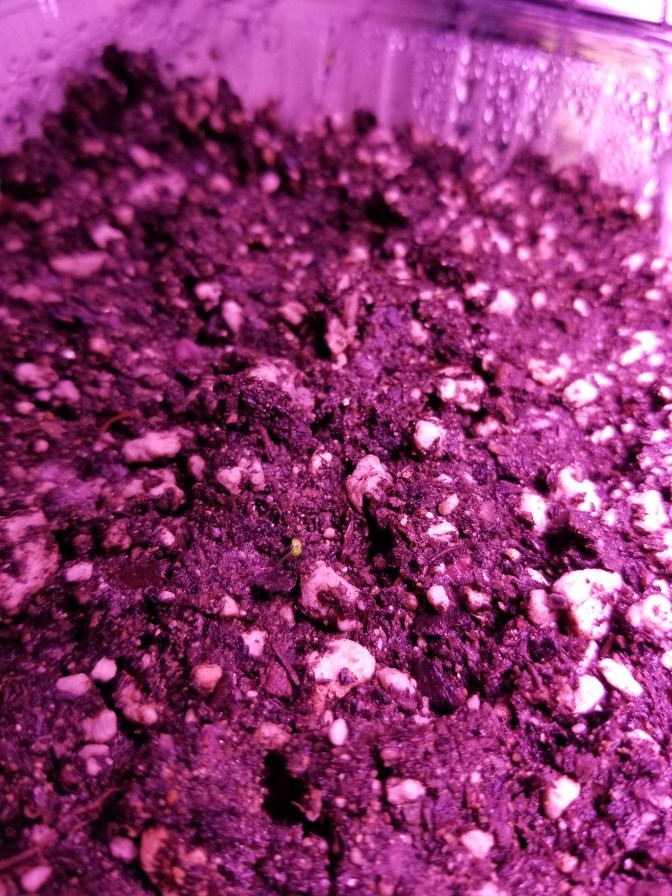 lobelia tupa germination